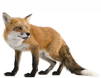Fox trap