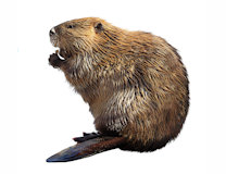 Beaver trap