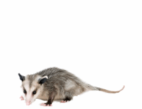 Opossum Trap
