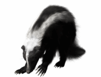skunk trap