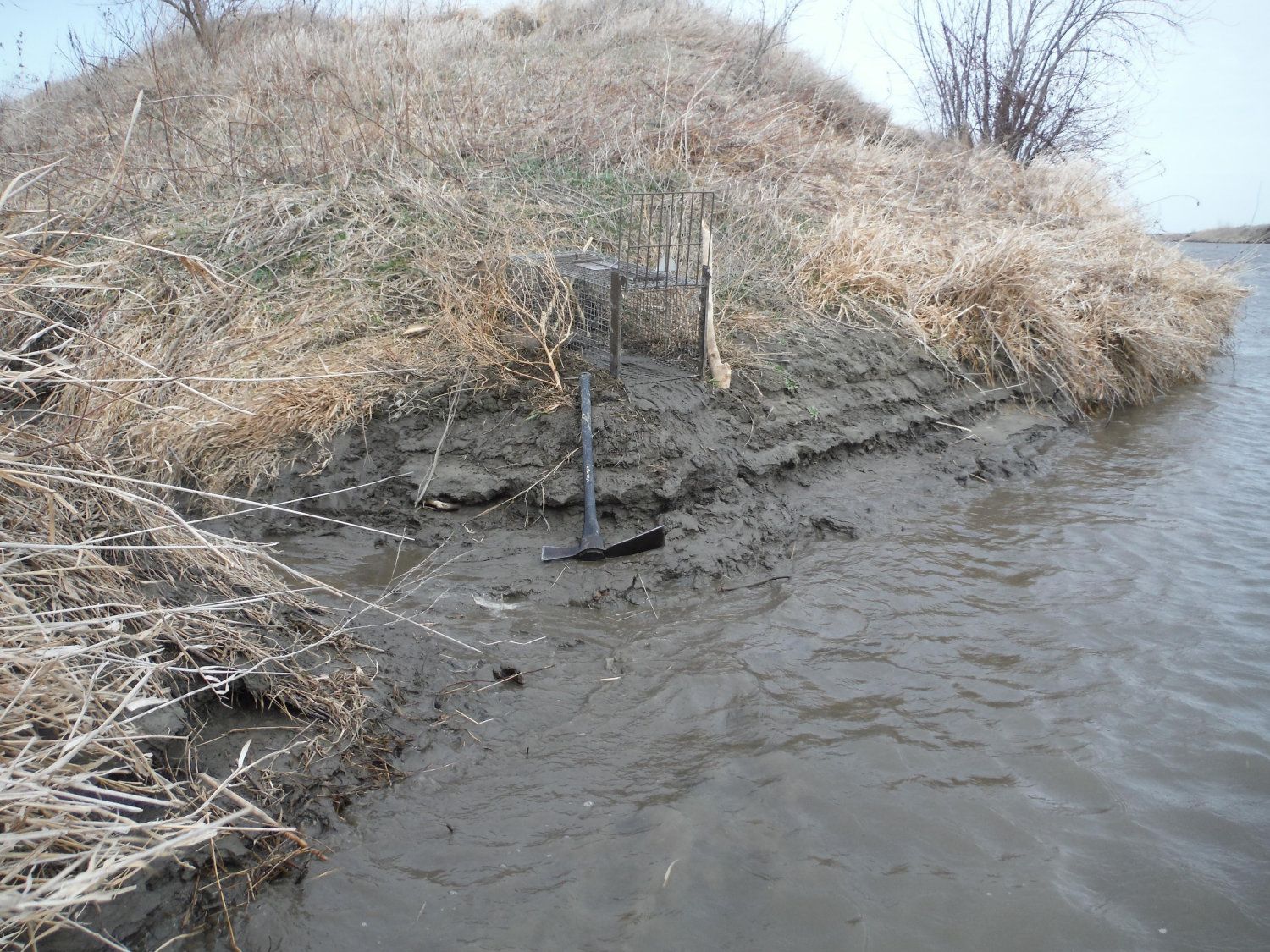 Beaver trapping 2026