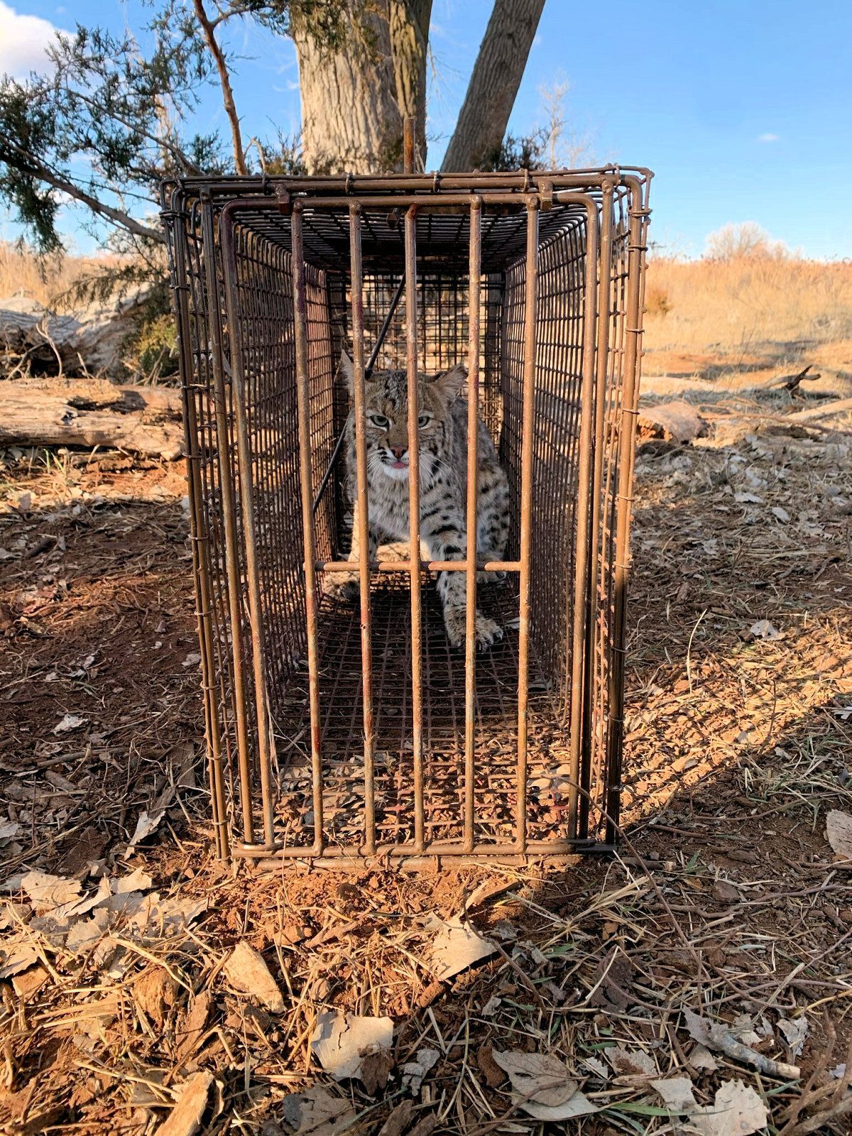 Z-Trap Bobcat Live Cage Trap – TrapShed Supply Co.