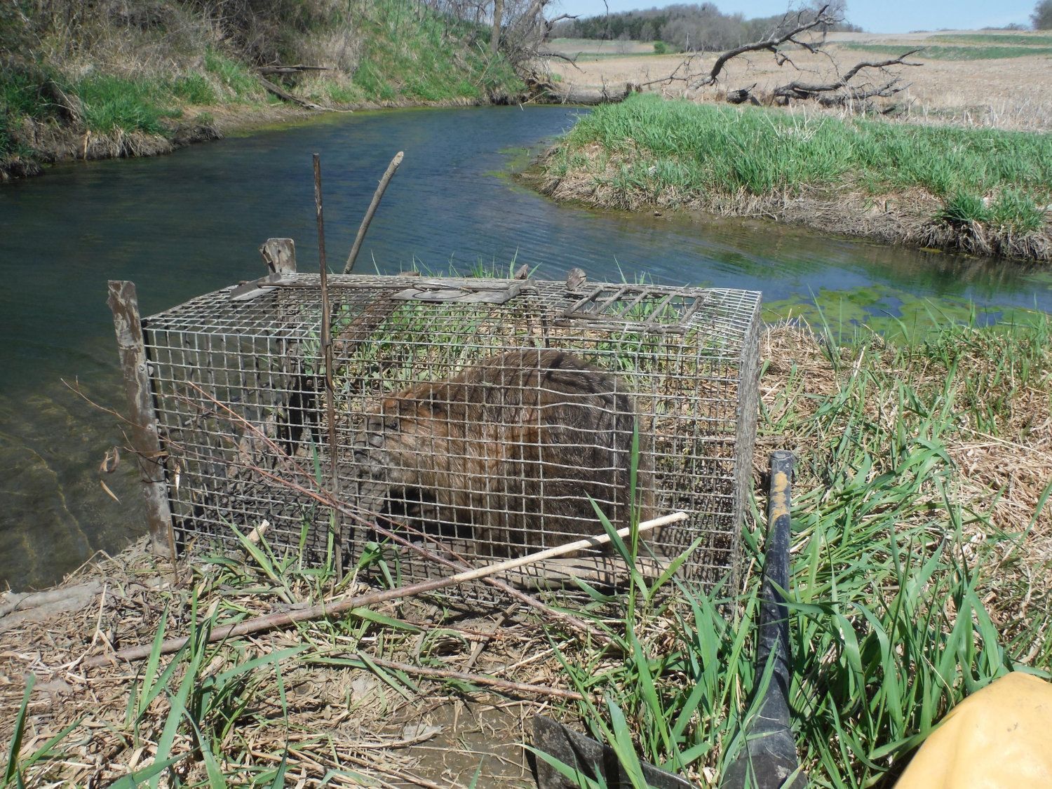 Beaver trapping 2026