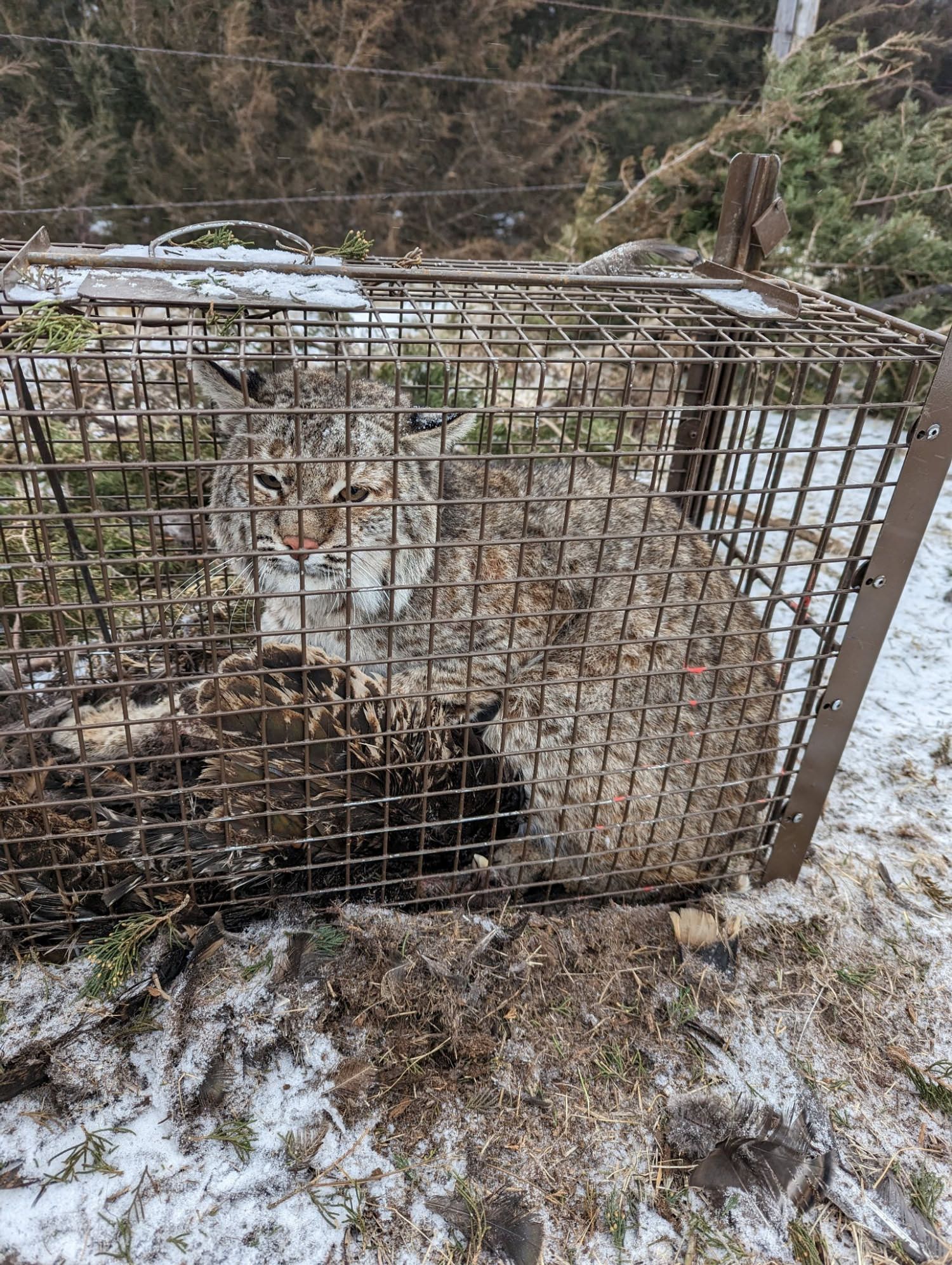Bobcat Trapped 2023