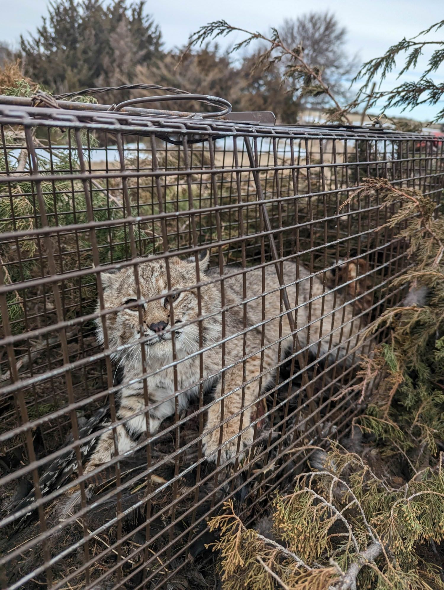 Bobcat Trapped 2023
