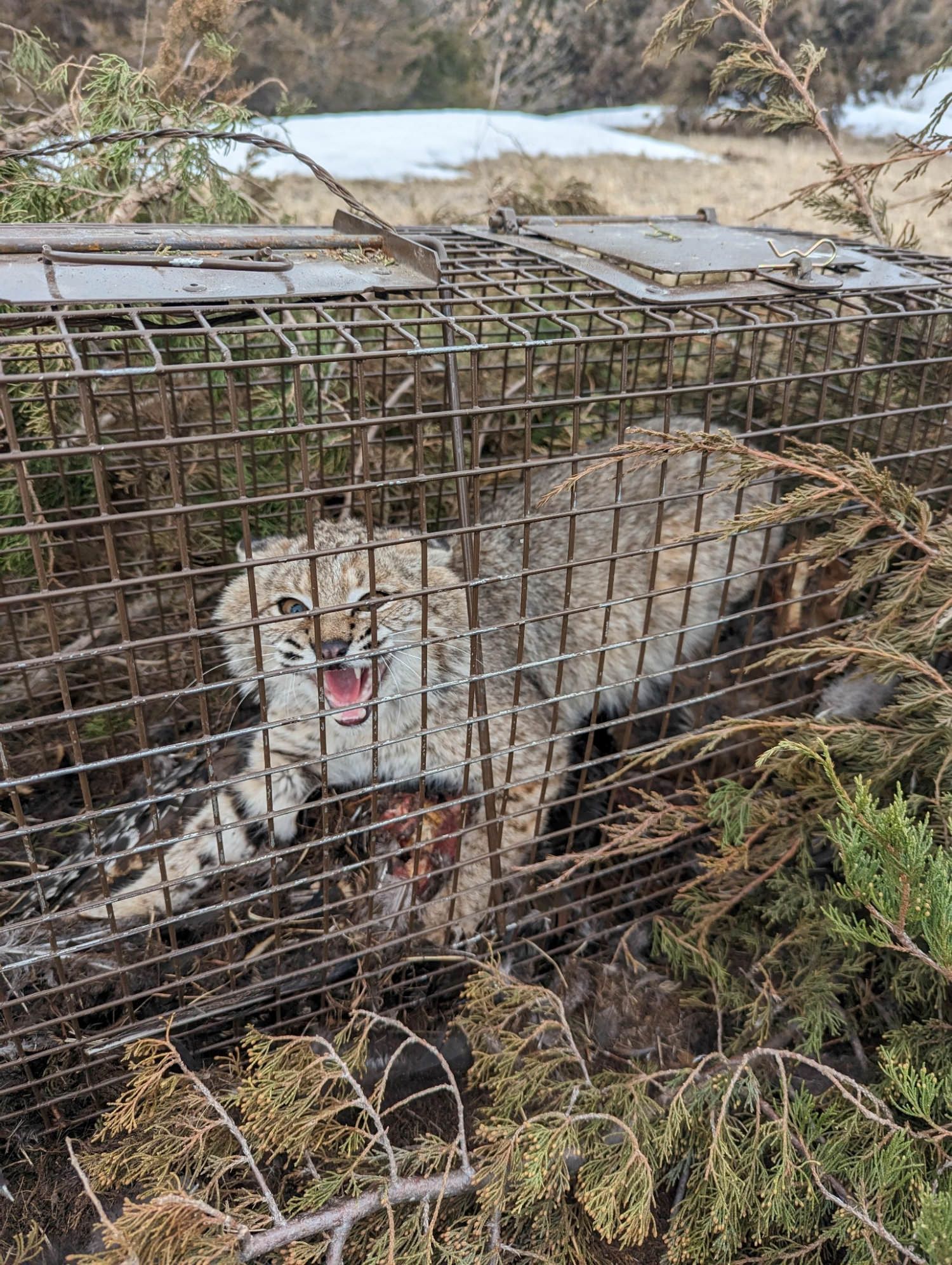 Bobcat Trapped 2023 with the Bobcat Pro Cage Trap