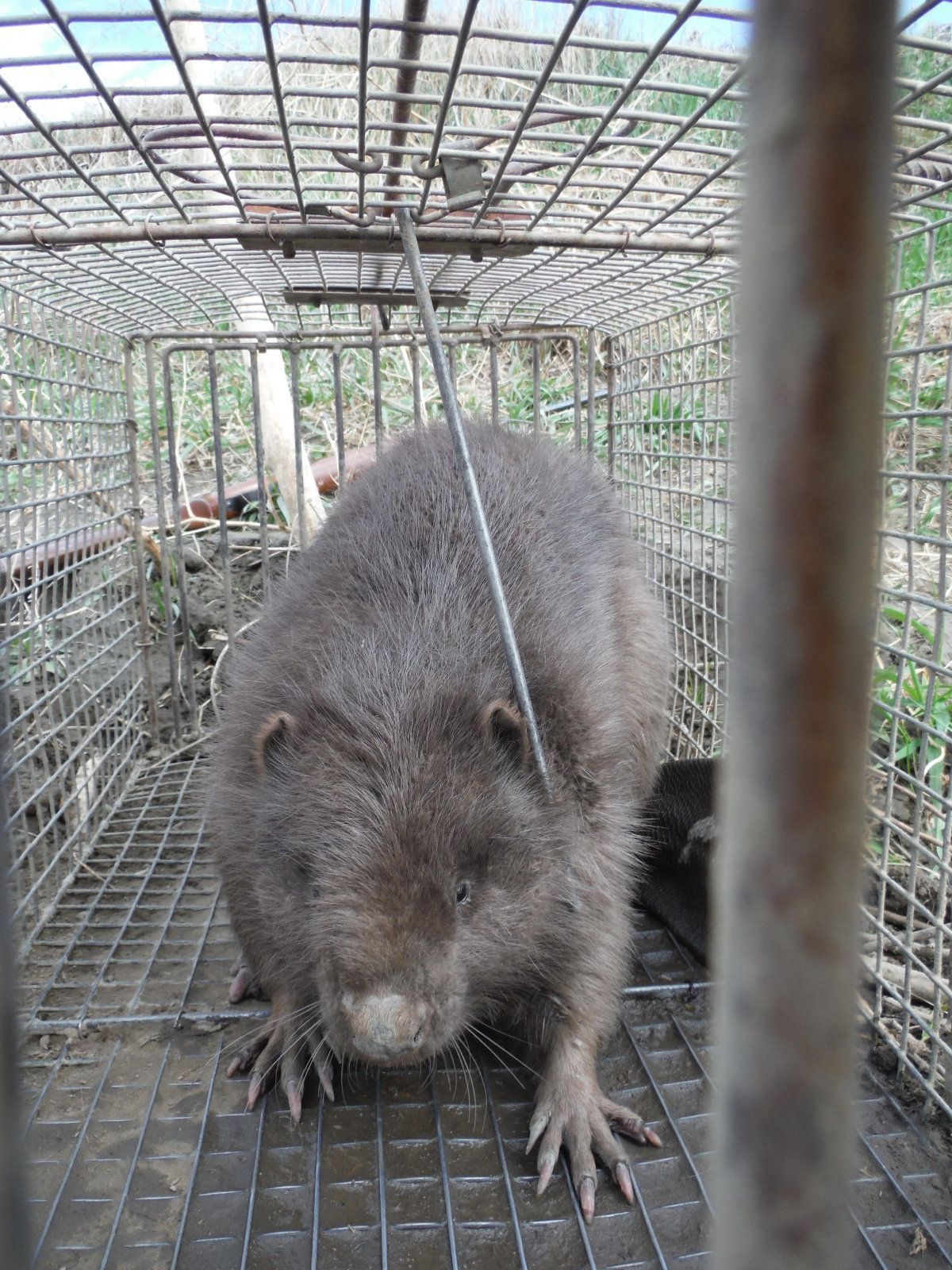 Beaver trapping 2026