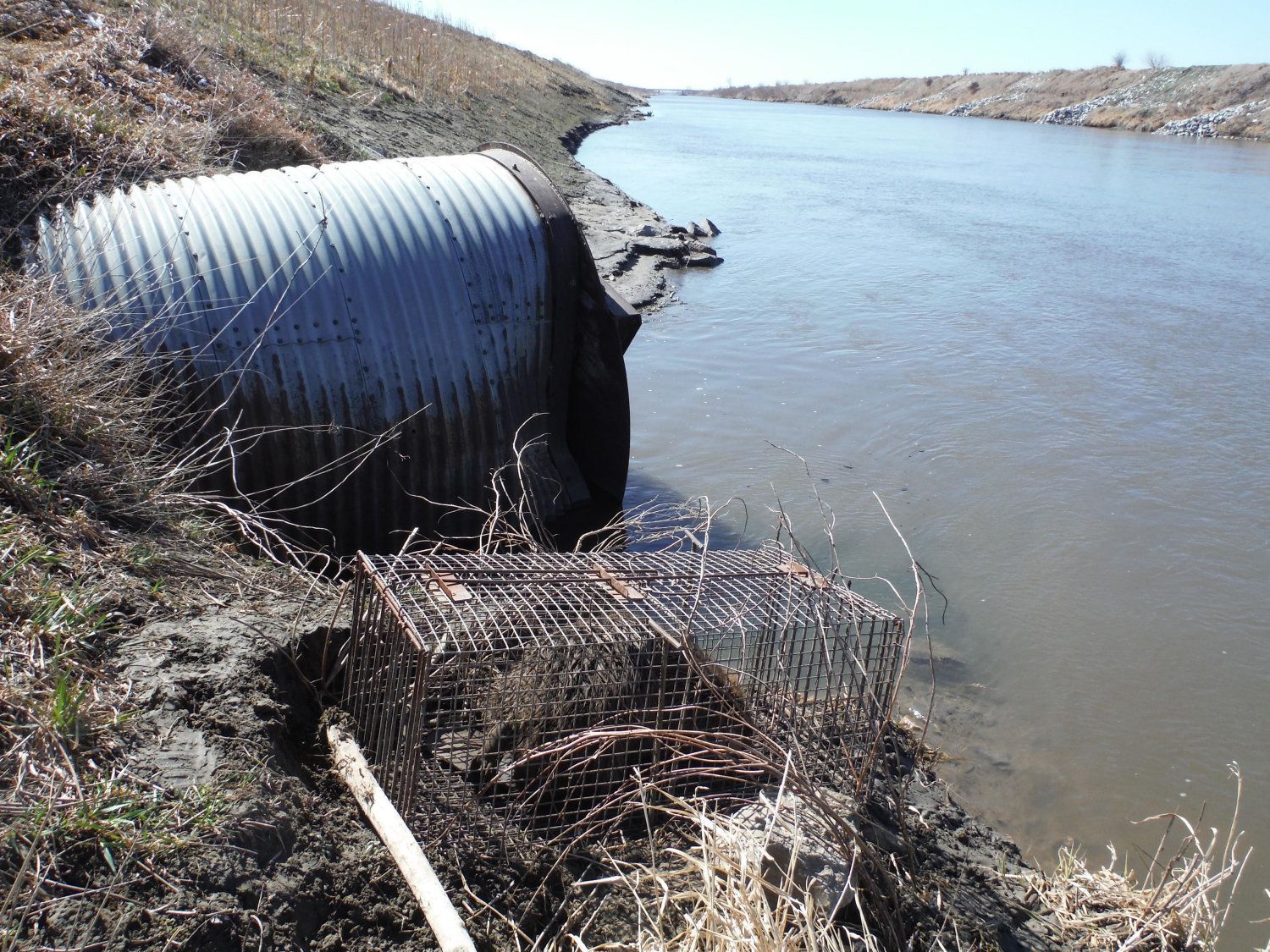 Beaver trapping 2026