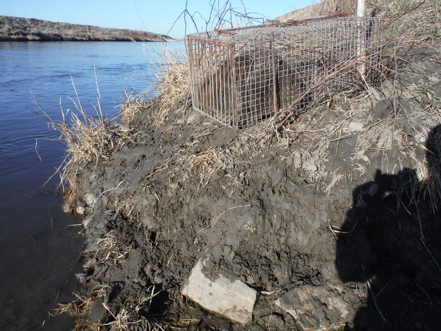 Beaver trapping 2026