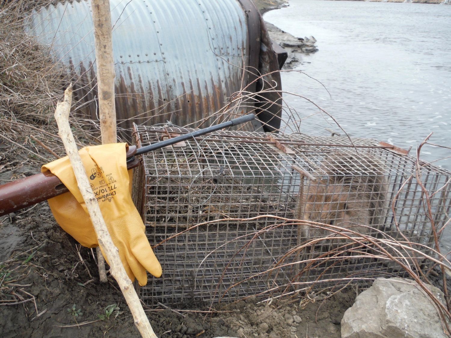 Beaver trapping 2026
