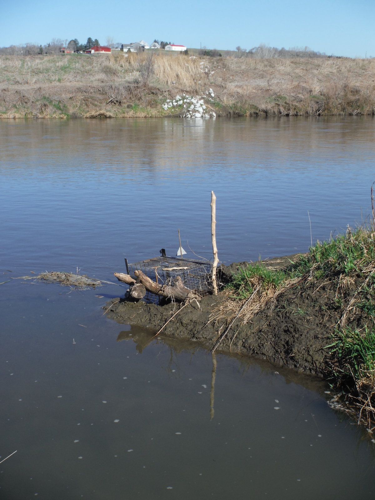 Beaver trapping 2026