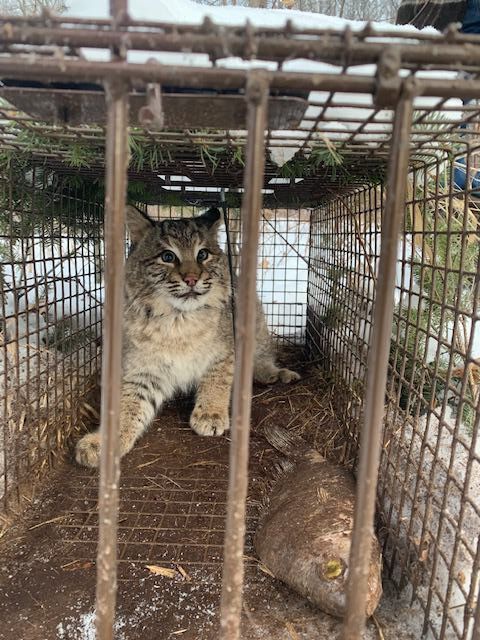 Bobcats caught in Ztraps live traps
