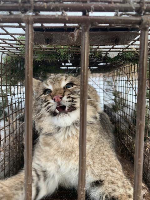 Bobcats caught over the weekend in Ztraps live traps